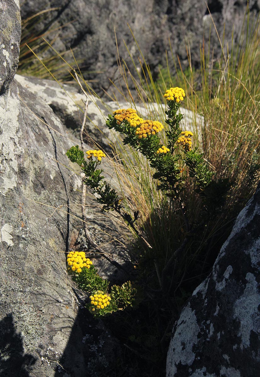 Schistostephium oxylobum