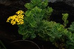 Schistostephium oxylobum