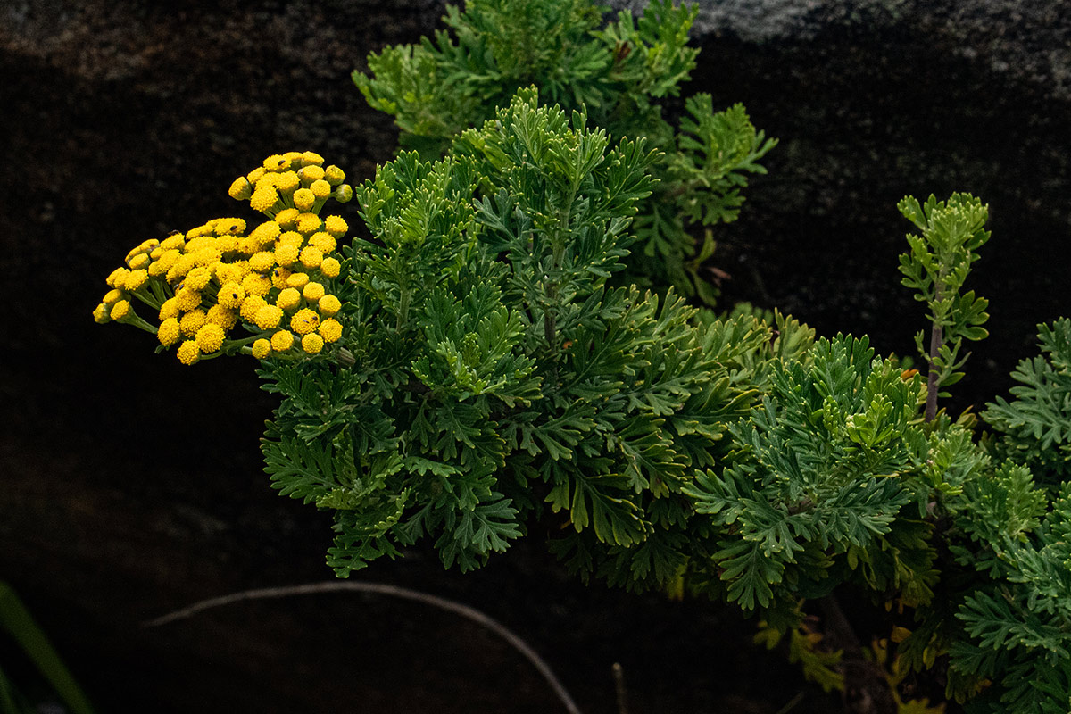 Schistostephium oxylobum