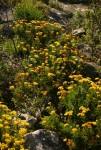 Schistostephium oxylobum