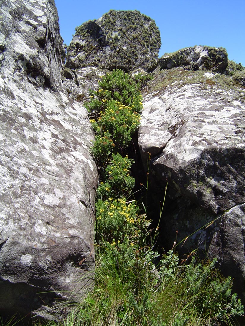 Schistostephium oxylobum