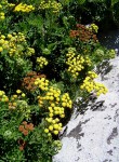Schistostephium oxylobum