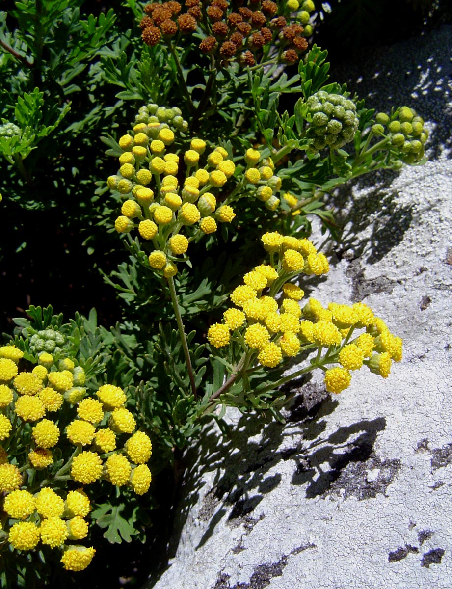 Schistostephium oxylobum