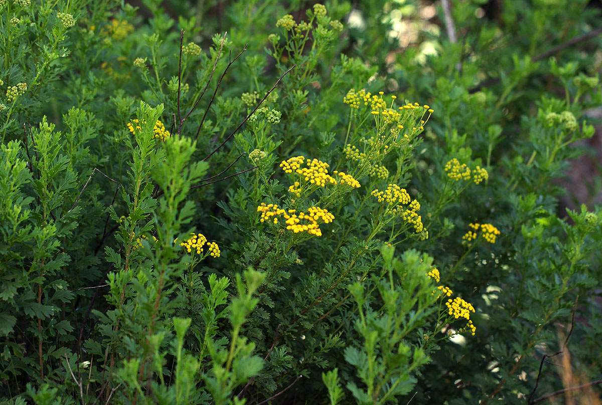 Schistostephium oxylobum