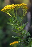 Schistostephium oxylobum