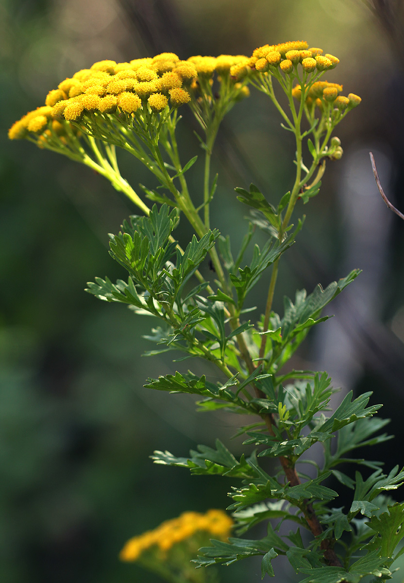 Schistostephium oxylobum