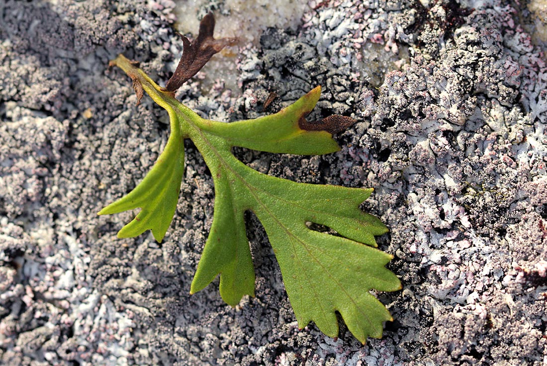 Schistostephium oxylobum