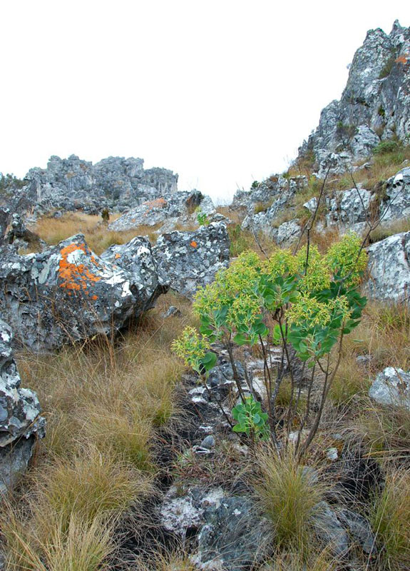 Lopholaena brickellioides