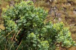 Lopholaena brickellioides