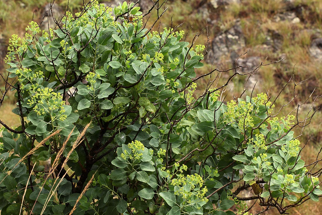 Lopholaena brickellioides
