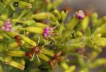 Lopholaena brickellioides