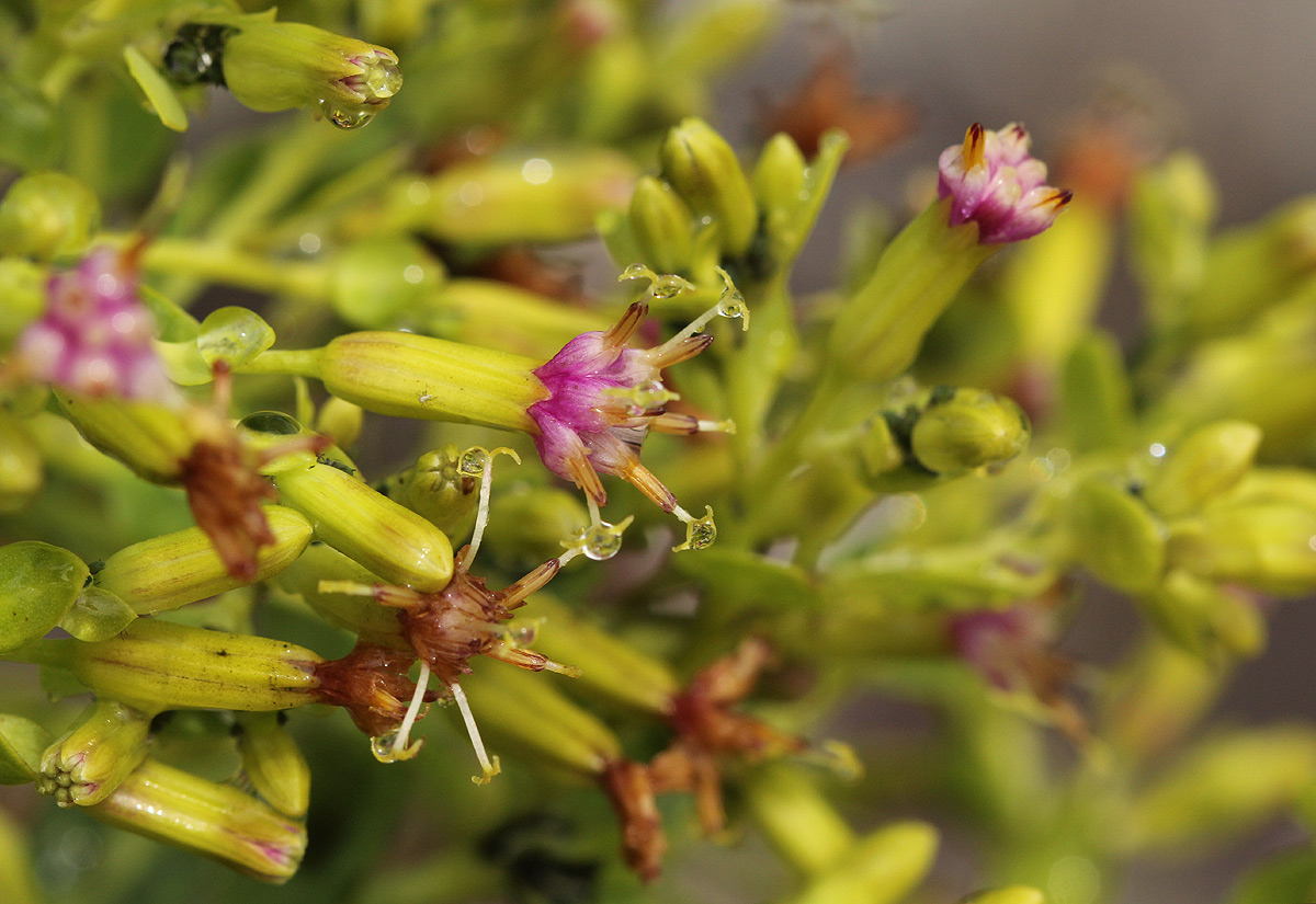 Lopholaena brickellioides