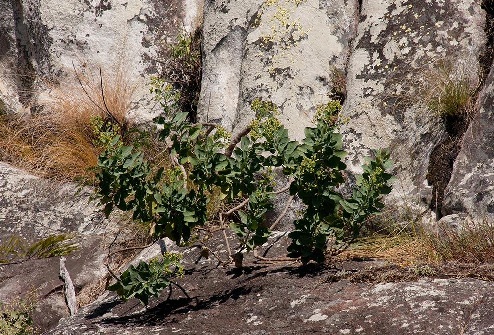 Lopholaena brickellioides