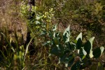 Lopholaena brickellioides