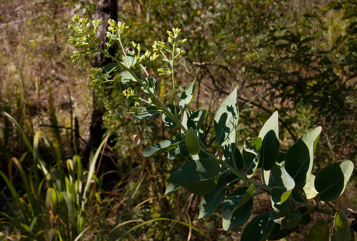 Lopholaena brickellioides
