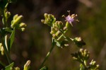 Lopholaena brickellioides