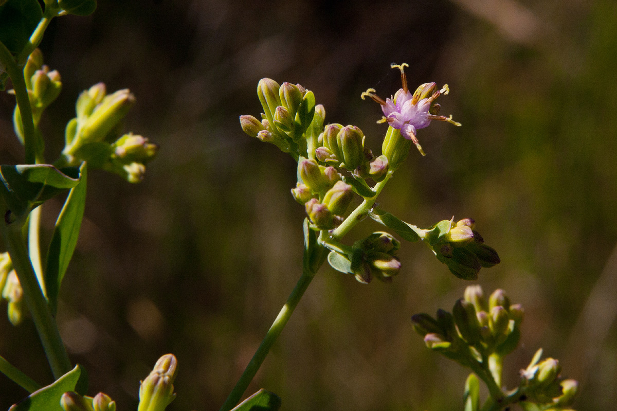Lopholaena brickellioides