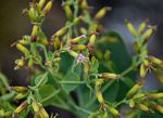 Lopholaena brickellioides
