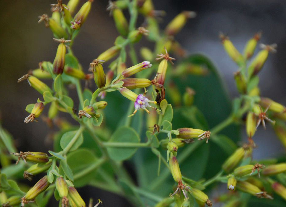 Lopholaena brickellioides