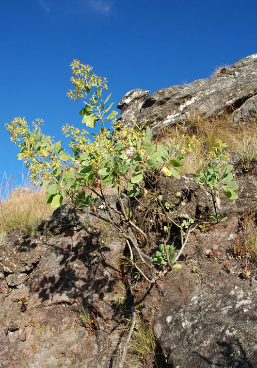 Lopholaena brickellioides