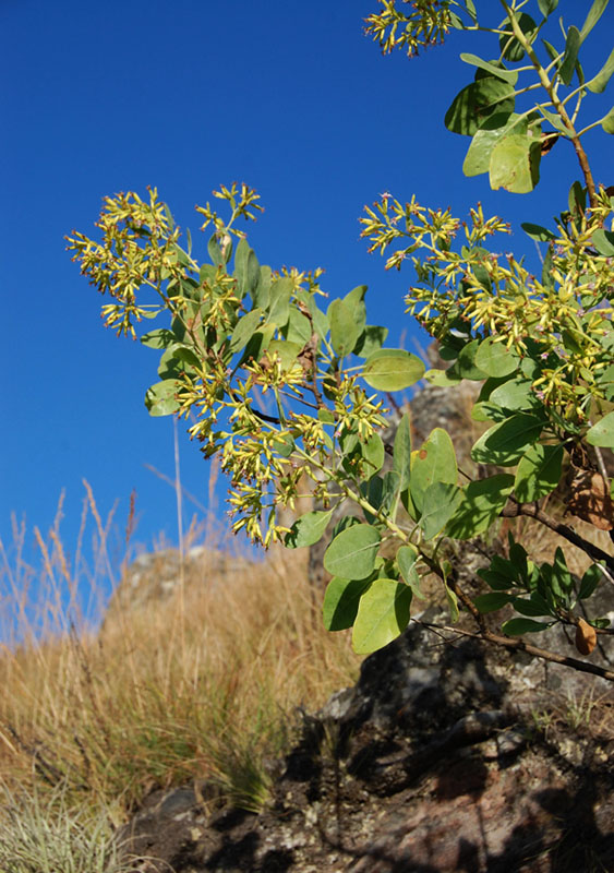 Lopholaena brickellioides