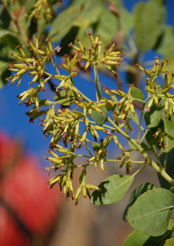 Lopholaena brickellioides
