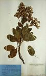 Lopholaena brickellioides