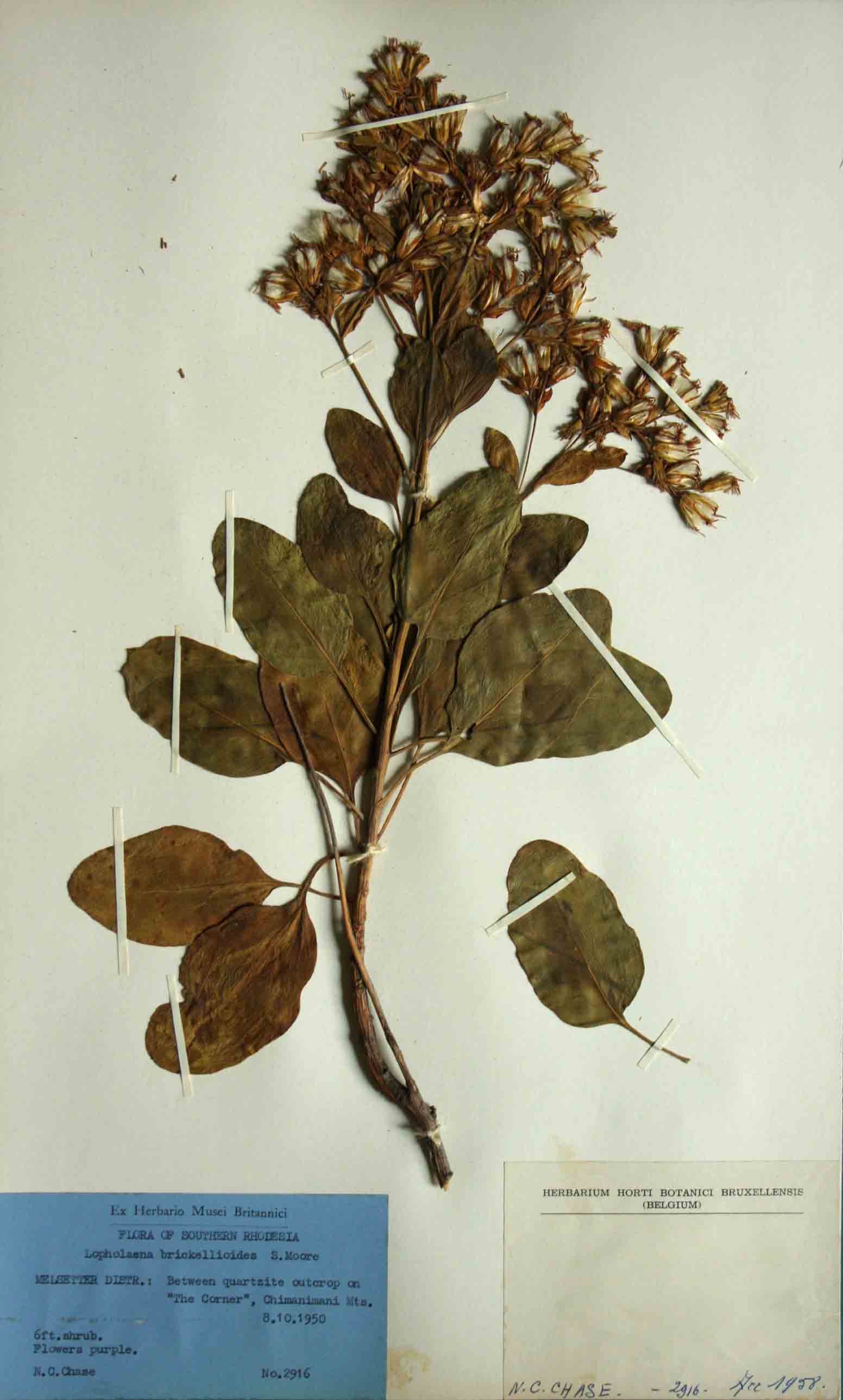 Lopholaena brickellioides