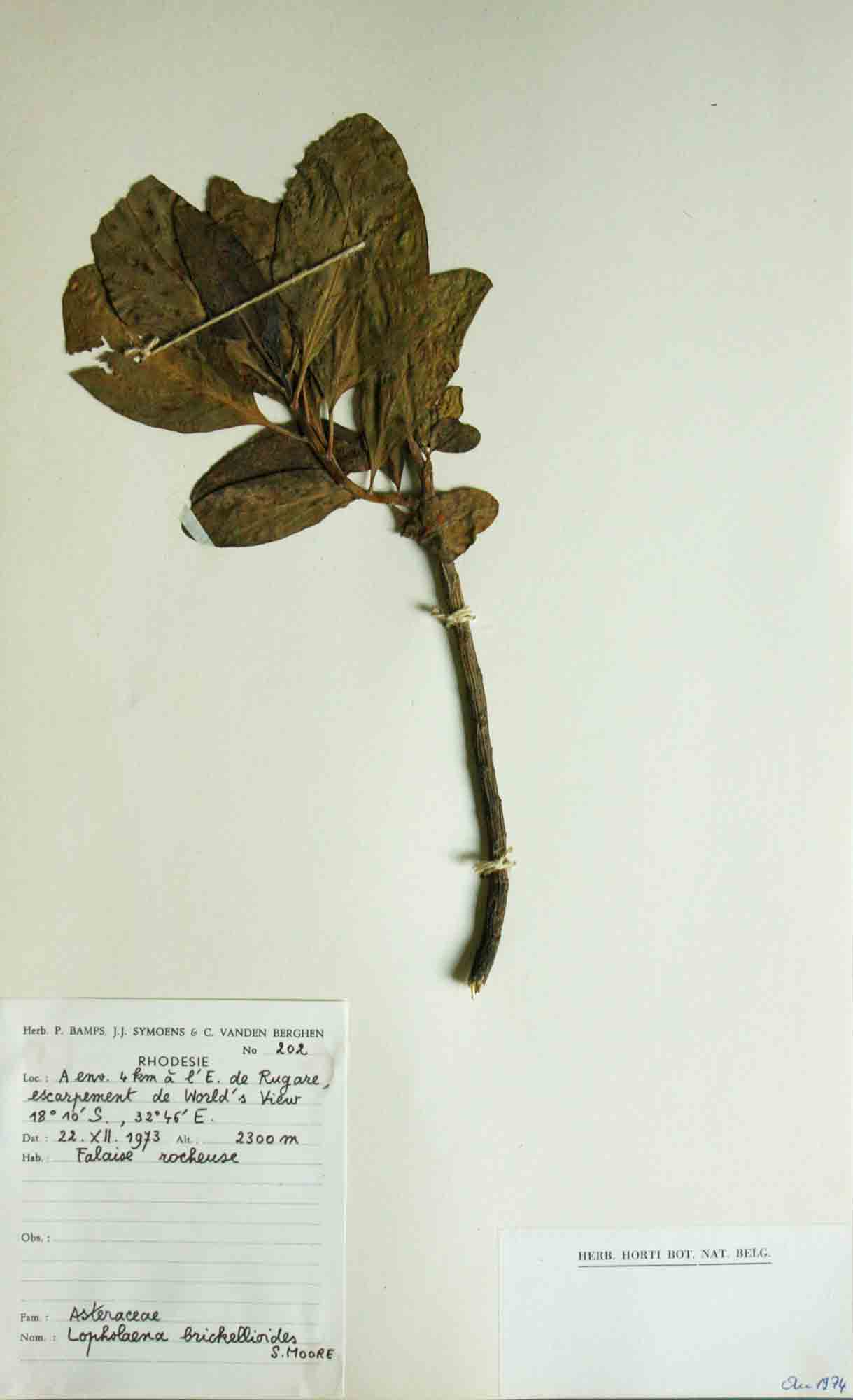 Lopholaena brickellioides