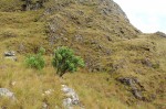 Lopholaena brickellioides