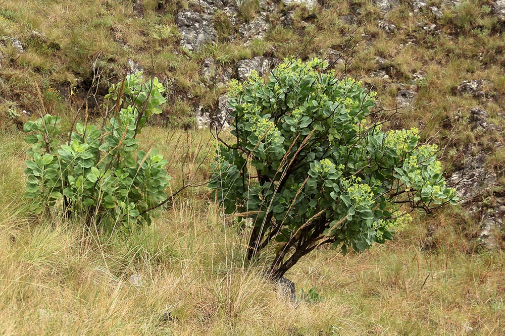 Lopholaena brickellioides