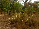 Lopholaena coriifolia