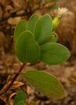 Lopholaena coriifolia