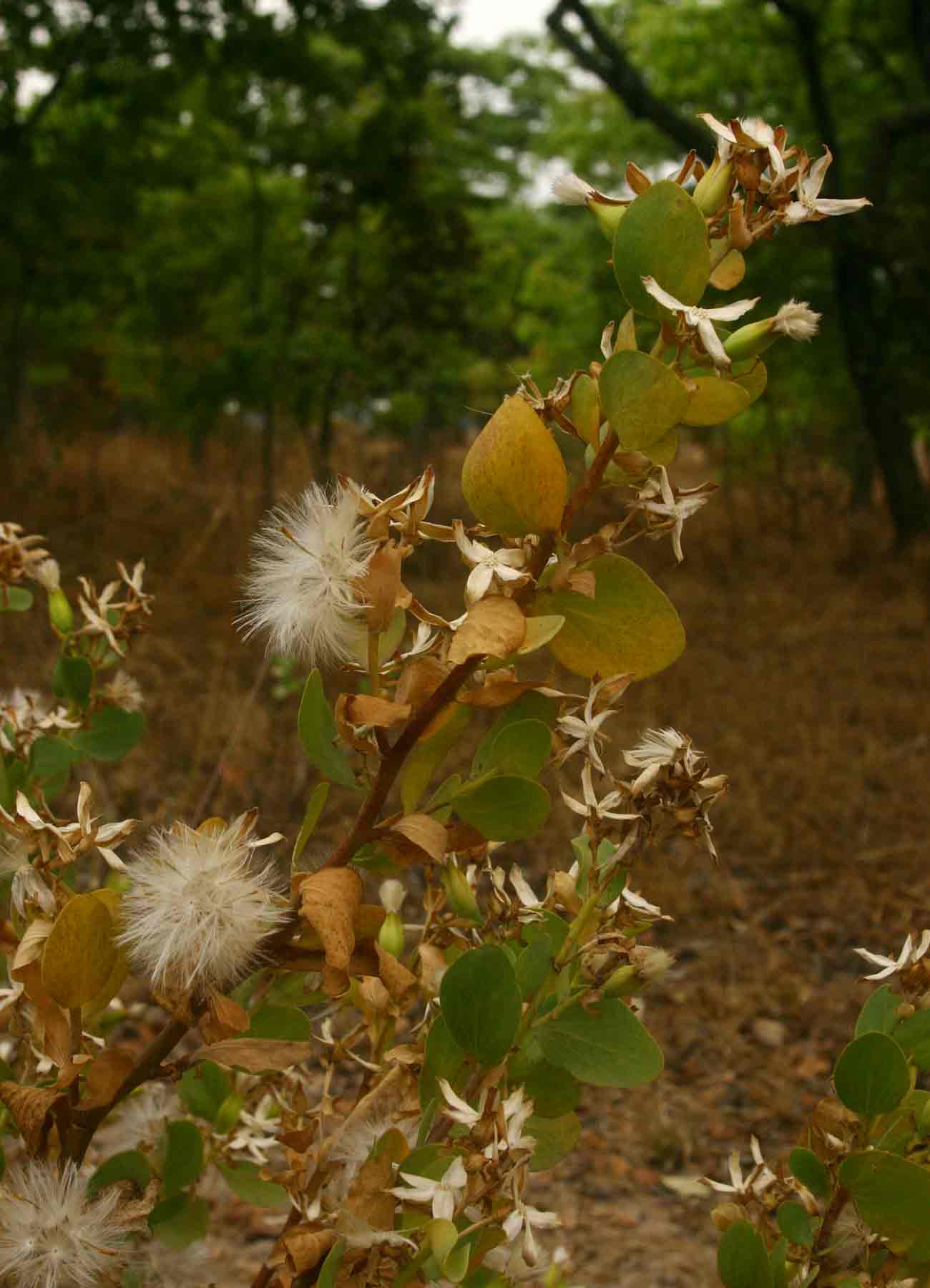 Lopholaena coriifolia