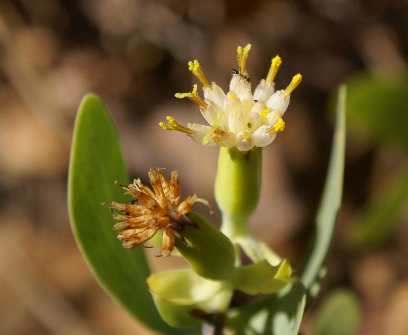 Lopholaena coriifolia