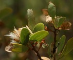 Lopholaena coriifolia