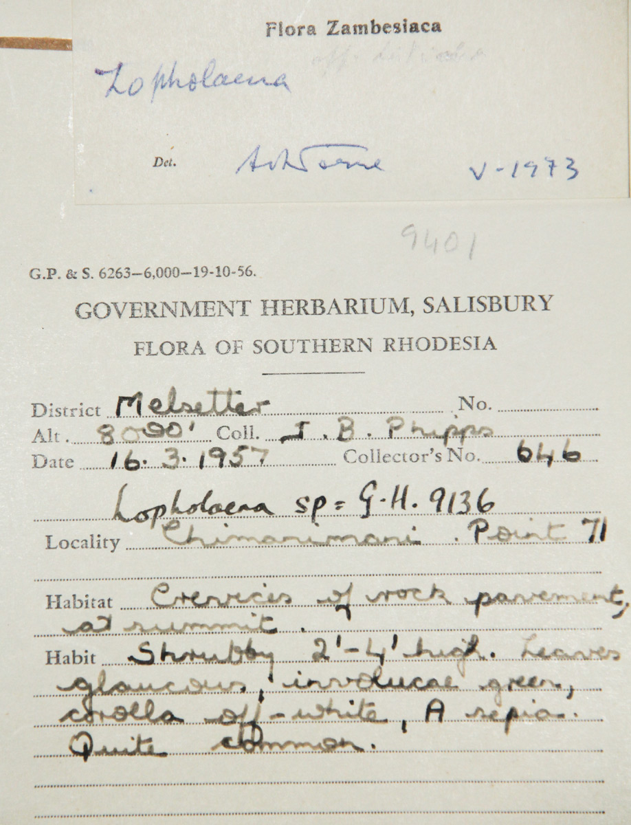 Lopholaena phippsii Lopholaena phippsii