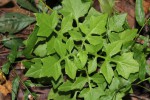 Solanecio angulatus