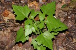 Solanecio angulatus