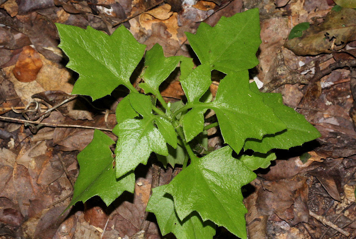 Solanecio angulatus