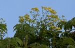 Cineraria deltoidea