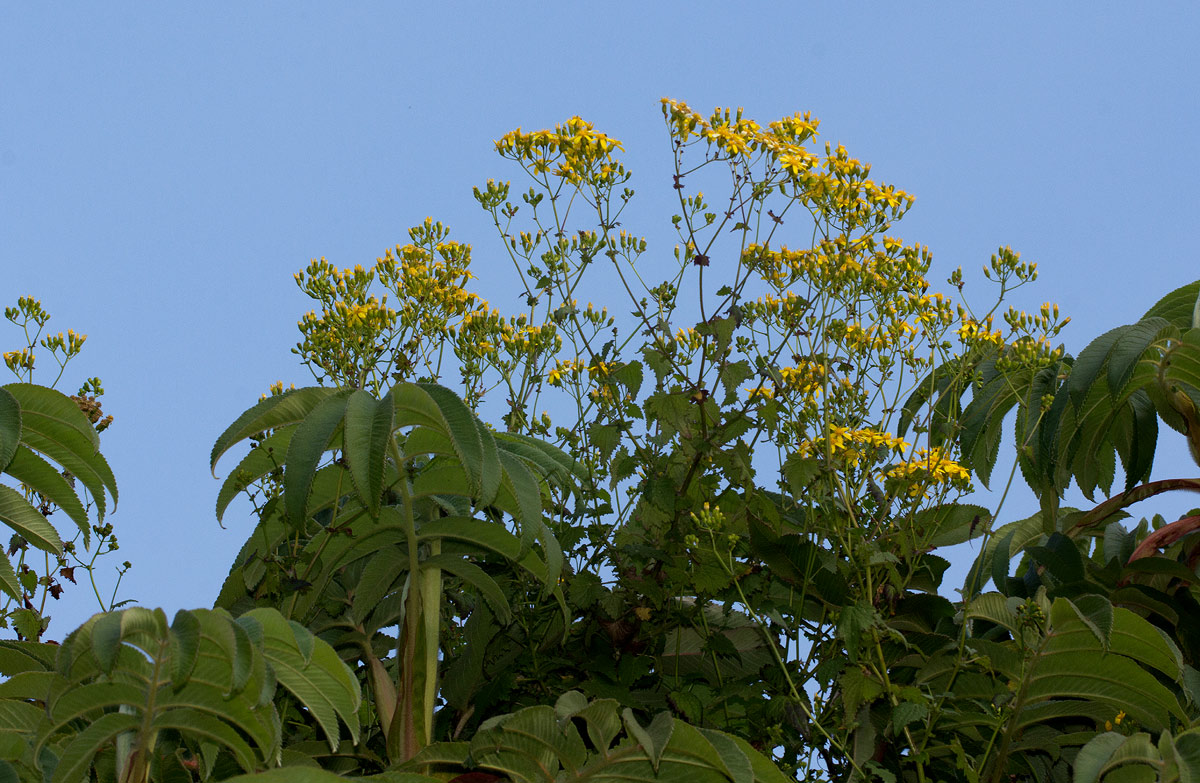 Cineraria deltoidea
