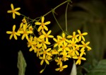 Cineraria deltoidea