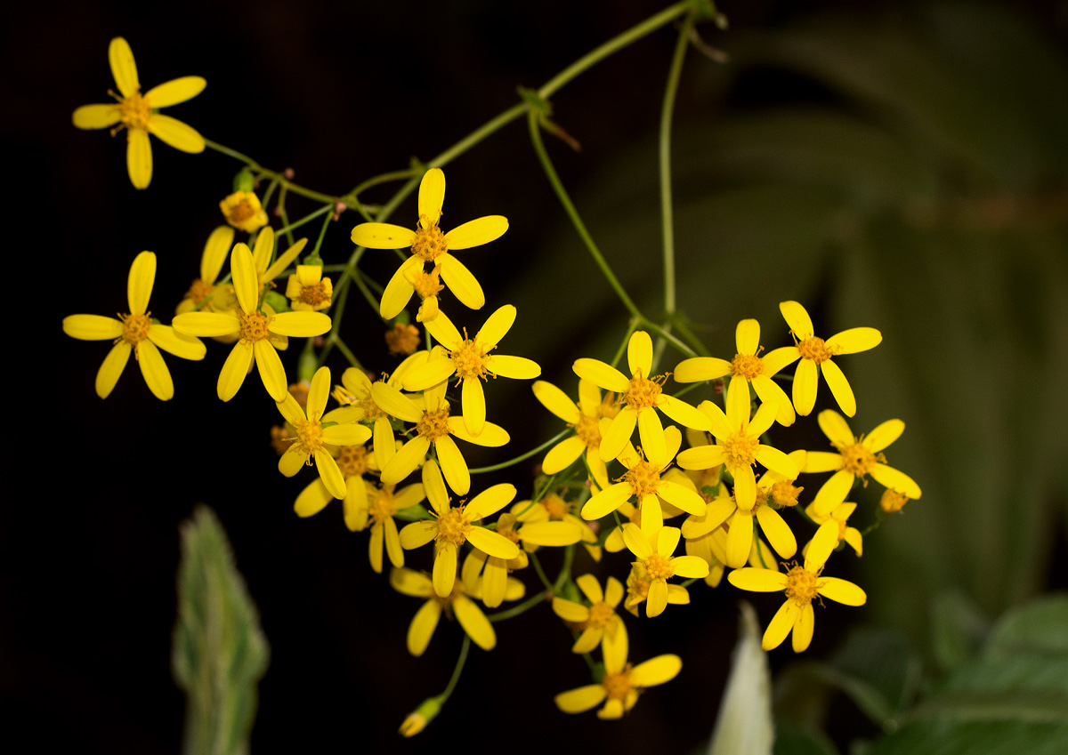 Cineraria deltoidea