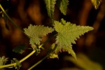 Cineraria deltoidea