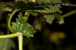Cineraria deltoidea