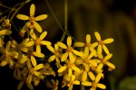Cineraria deltoidea