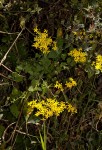 Cineraria deltoidea