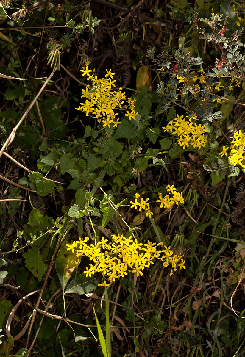Cineraria deltoidea