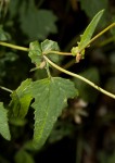Cineraria deltoidea